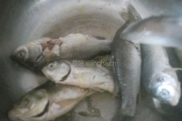 鲫鱼汤的做法图解4
