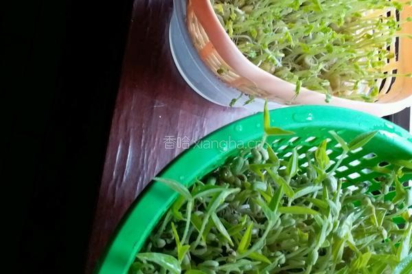 自己长大的健康豆芽的做法图解3