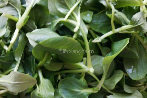 凉拌鸡毛菜的做法图解1