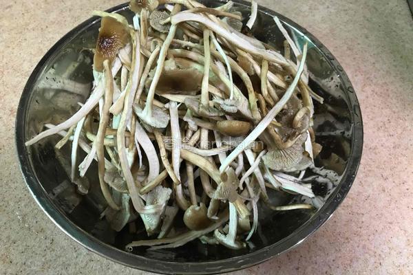 茶树菇炖排骨的做法图解5