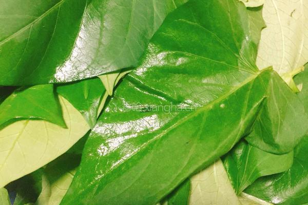 红薯叶菜疙瘩的做法图解1