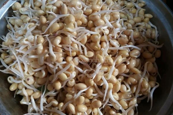 猪肉炒黄豆芽的做法图解1