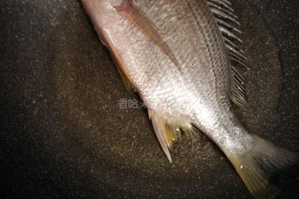 牦牛奶黄翅鱼汤的做法图解3
