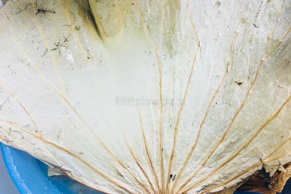 广式糯米鸡（传统配方）的做法图解4