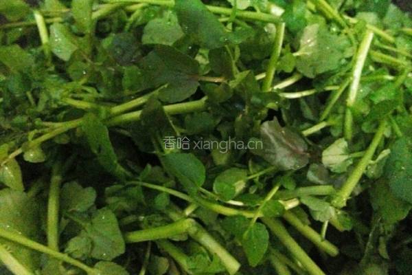 凉拌西洋菜的做法图解1