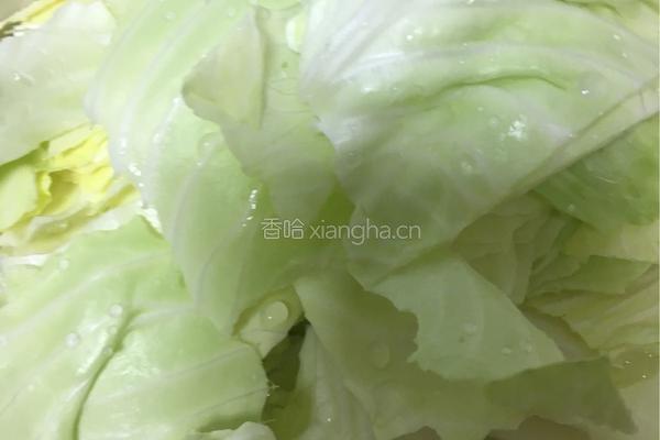 香辣手撕包菜的做法图解4