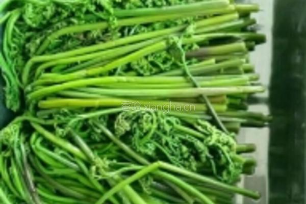 厥菜炒肉的做法图解1