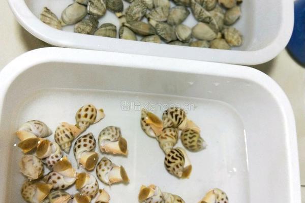 白灼花螺 的做法图解1