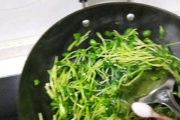 炒豌豆苗的做法图解4