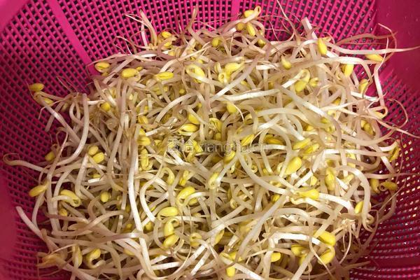 韩式凉拌黄豆芽的做法图解1