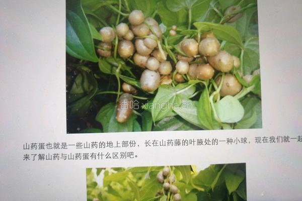 干贝山药豆炖汤的做法图解5