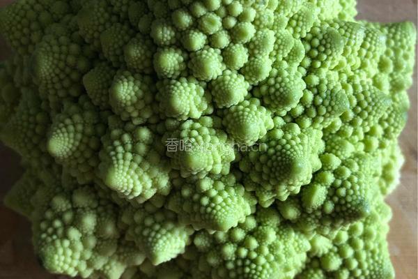 红海宝塔菜的做法图解1