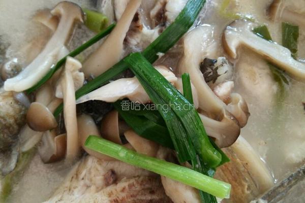 蘑菇花鲢鱼头汤的做法图解10