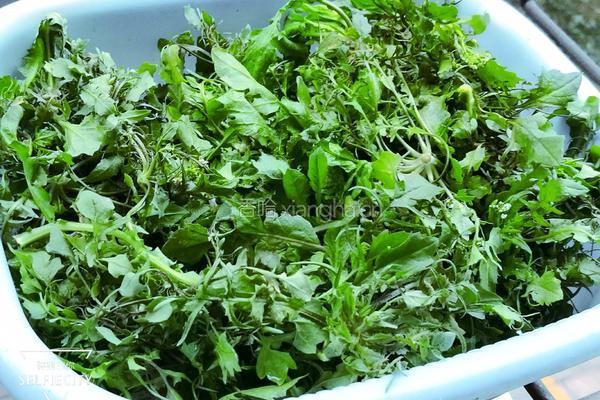 荠菜饺子的做法图解1