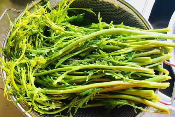 自制冲菜的做法图解2
