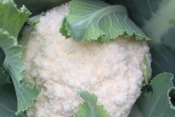 蚂蚁焗香辣花菜的做法图解1
