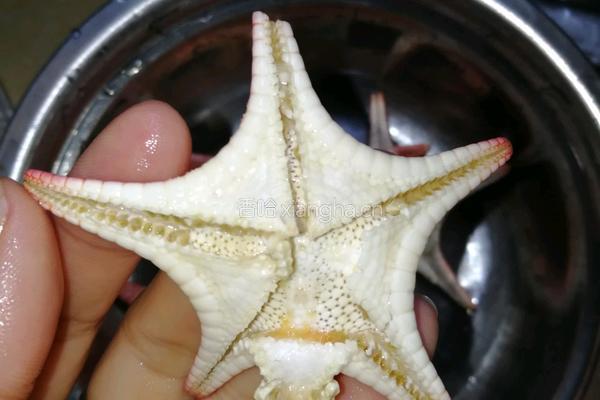 海麻雀海星海底椰炖瘦肉的做法图解1