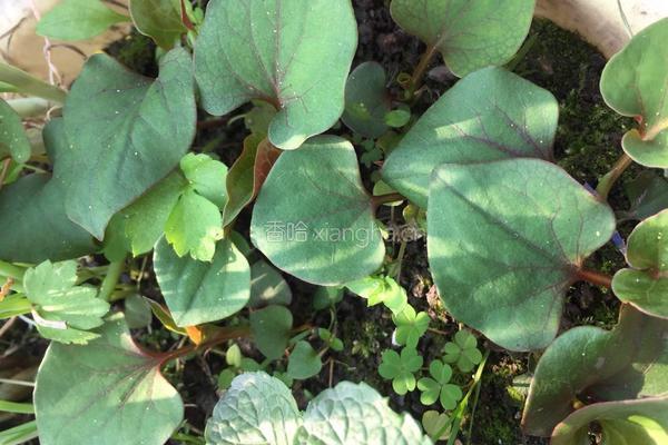 春季野菜~凉拌折耳根（叶）的做法图解1
