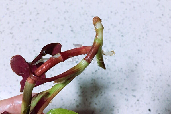 春季野菜~凉拌折耳根（叶）的做法图解4