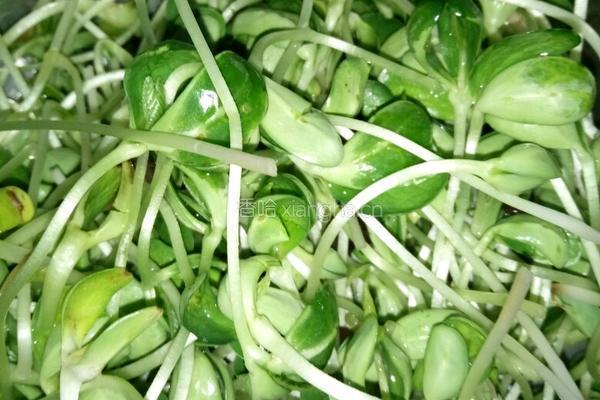 凉拌豆苗的做法图解1