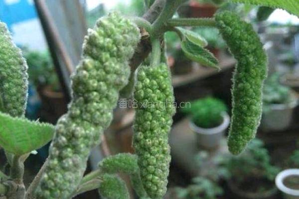 蒸构棒槌的做法图解1