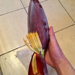 蕉蕾煎蛋的做法[图]