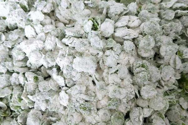 榆钱饭的做法图解3