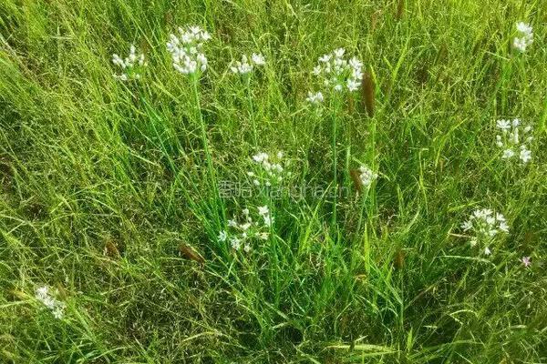 自制韭菜花的做法图解1