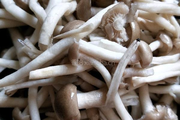 小蘑菇炖鸡腿的做法图解3
