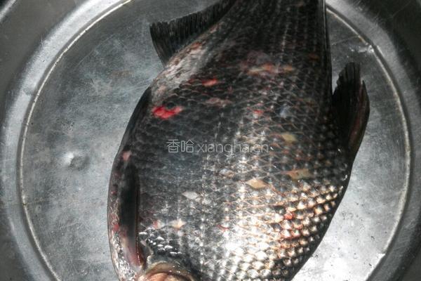香烧垛椒孜然大鳊魚的做法图解2