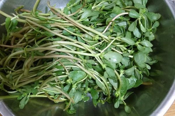马齿苋大饼馍（蒸馍版）的做法图解1