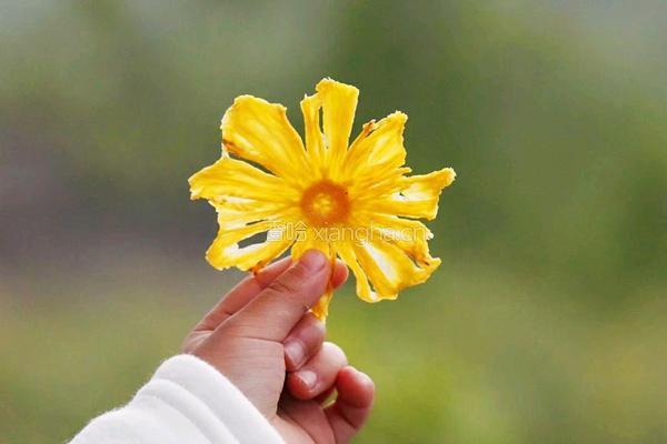 菠萝花菠萝果干的做法图解6