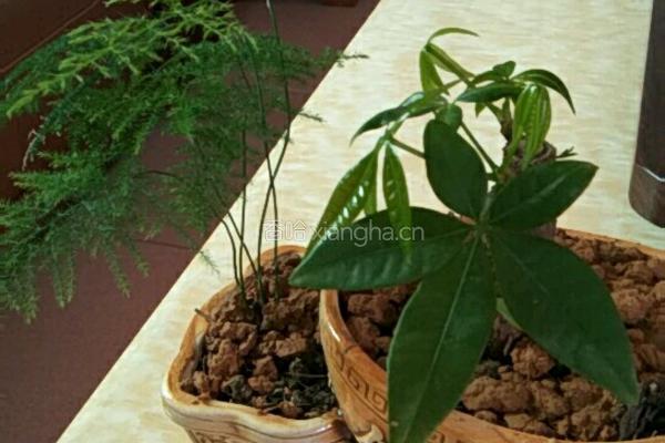 西兰家花炒牛肉的做法图解4