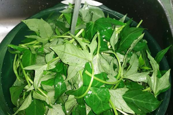 蒜蓉番薯叶的做法图解1