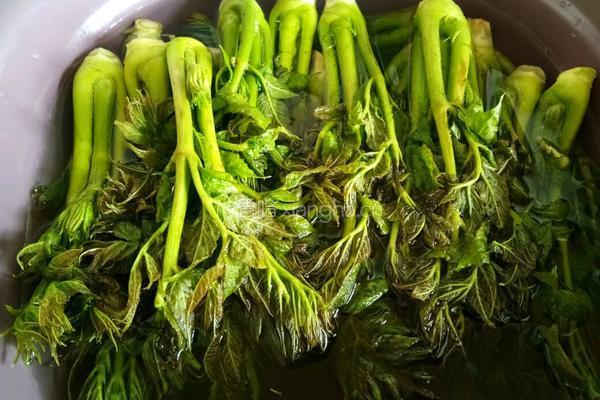 刺老芽炒鸡蛋的做法图解4