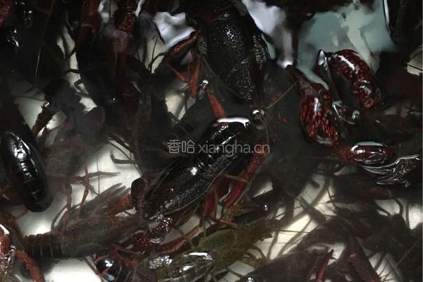 龙虾烧鸡的做法图解9