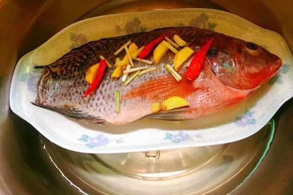清蒸非洲鲫鱼（清蒸罗非鱼）的做法图解5