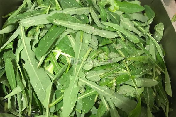 凉拌苦苦菜的做法图解2