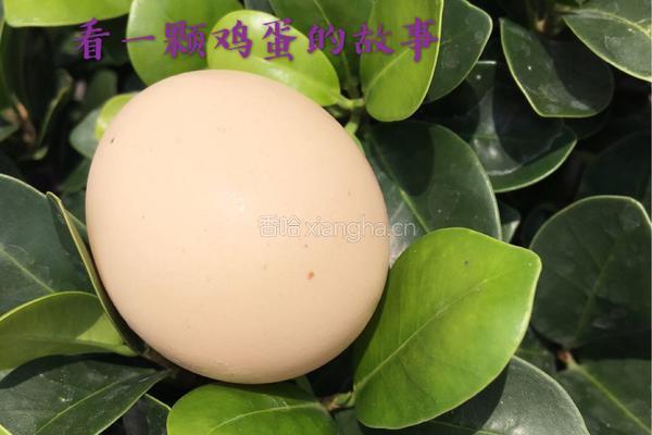 蛋黄羹的做法图解1