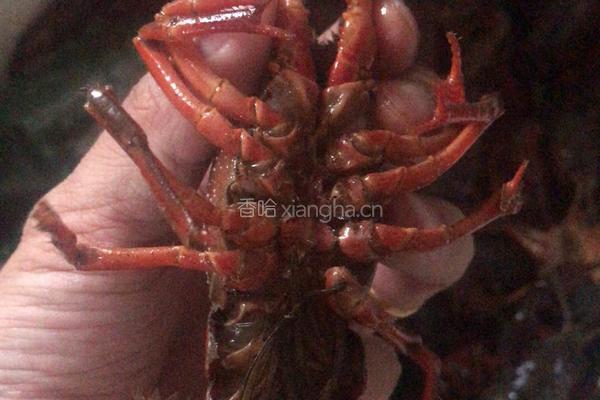 蒜蓉蒸虾的做法图解1