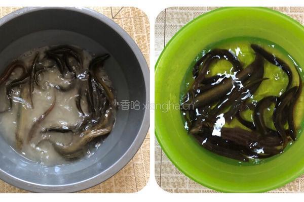 泥鳅炖豆腐的做法图解1