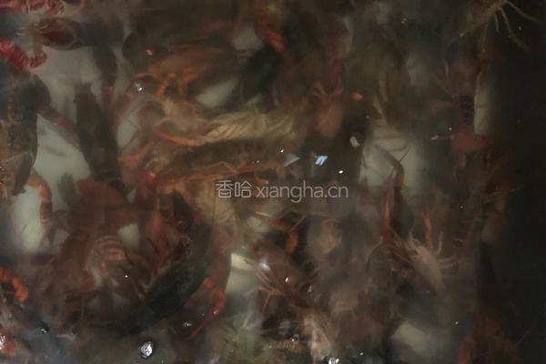 香辣小龙虾的做法图解1
