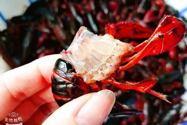 香辣龙虾的做法图解5