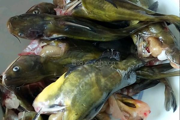 香煎昂刺鱼的做法图解1