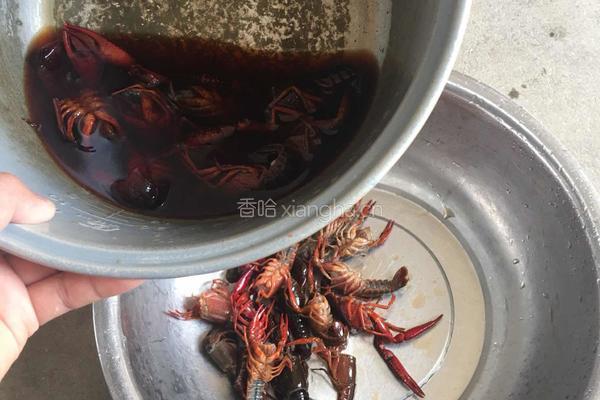 啤酒小龙虾（家常醉啤版）的做法图解2