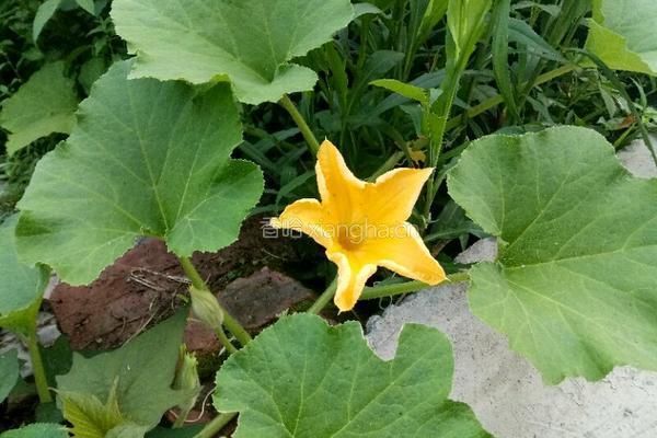酿南瓜花的做法图解1