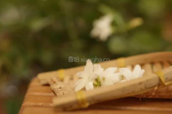 茉莉熏茶||茉莉花茶，虽是花茶但不见花的做法图解1