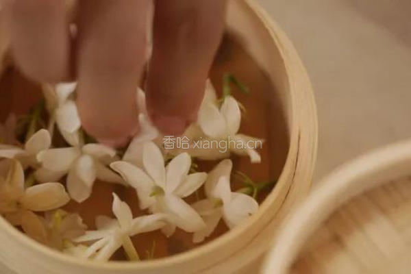 茉莉熏茶||茉莉花茶，虽是花茶但不见花的做法图解2