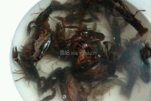 啤酒小龙虾的做法图解1