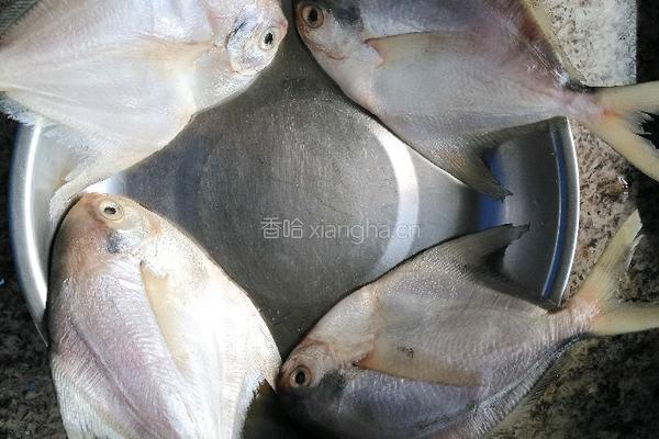 相煎白鲳鱼的做法图解1